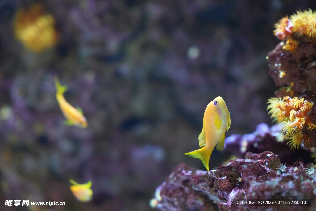 水族箱中的黄色小鱼