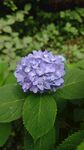 紫色绣球花绽放绿叶间