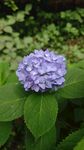 紫色绣球花绽放绿叶间