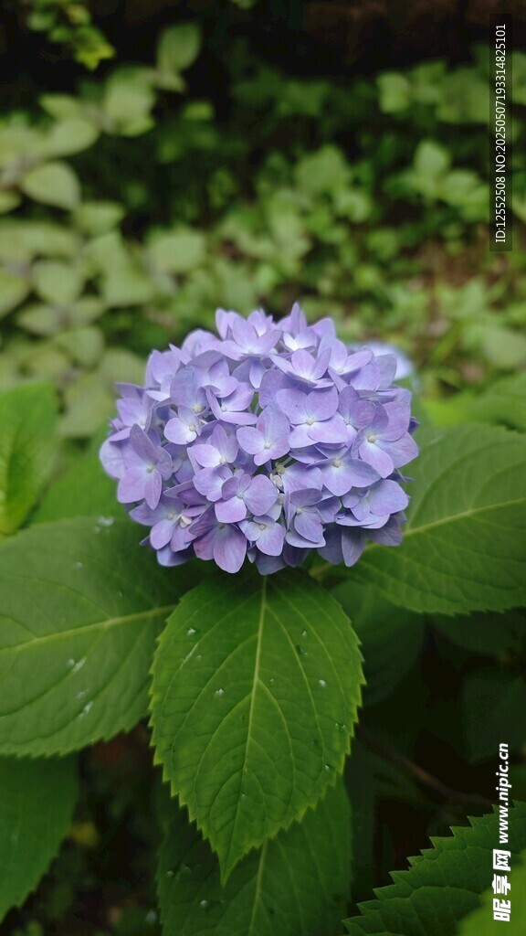 紫色绣球花绽放绿叶间