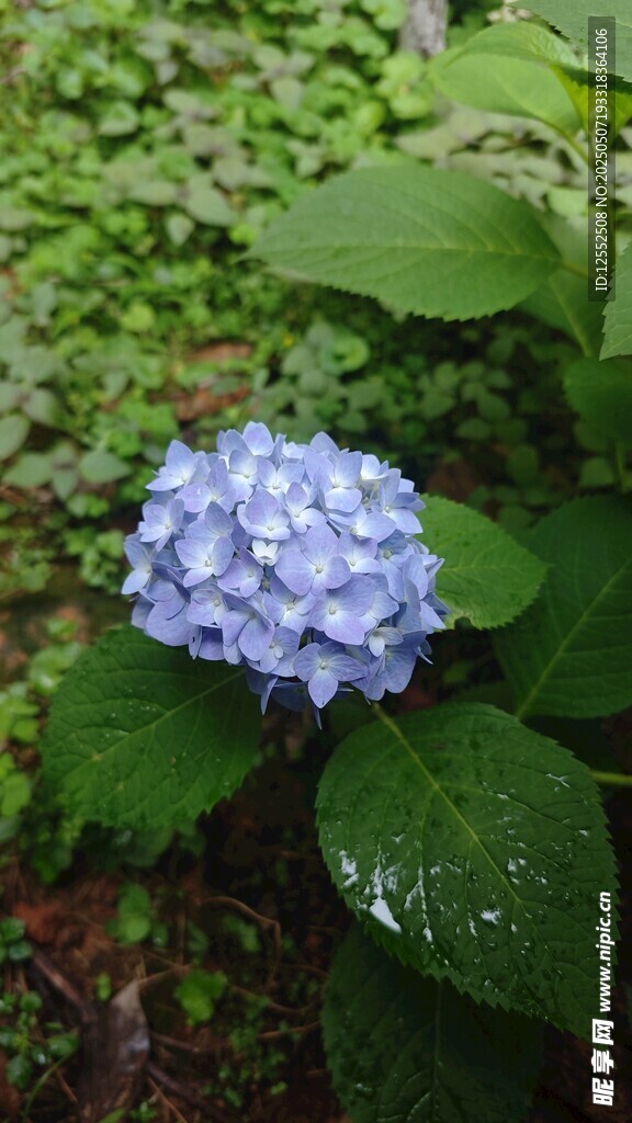 蓝绣球花绽放绿叶间