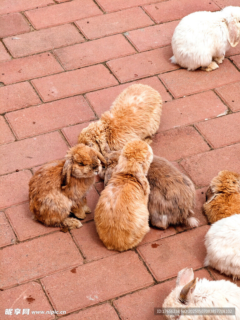 一群兔子惬意趴红砖上