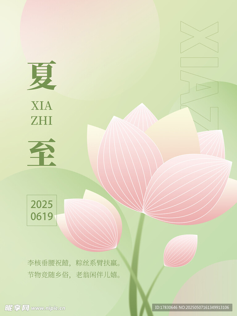 夏至时节粉色荷花绽放