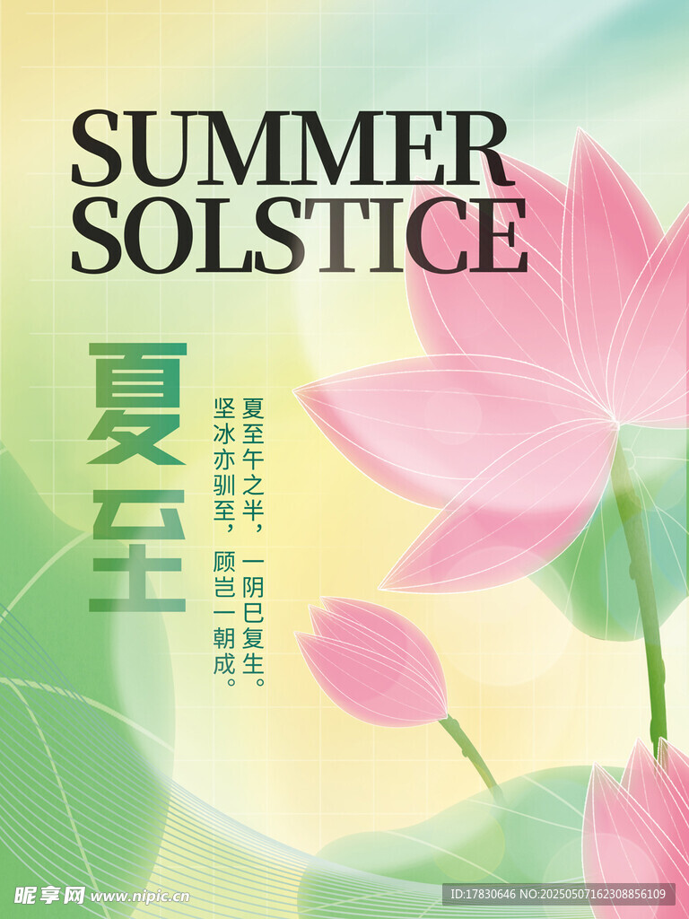 夏至时节荷花绽放