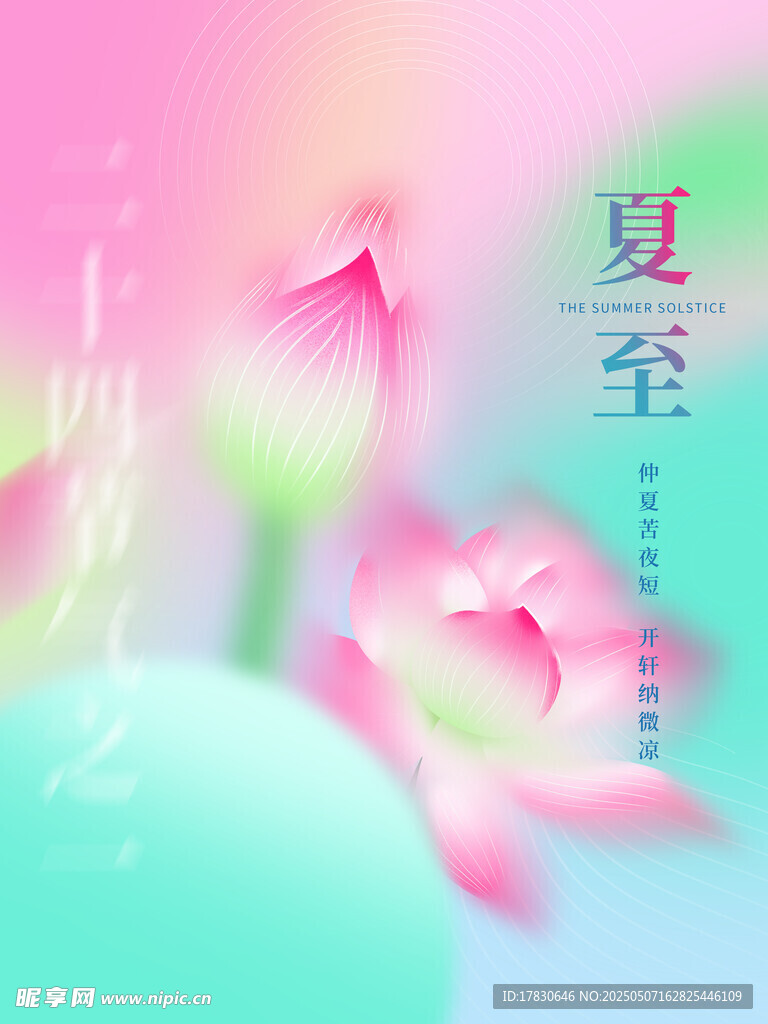 夏至荷花绽放美景