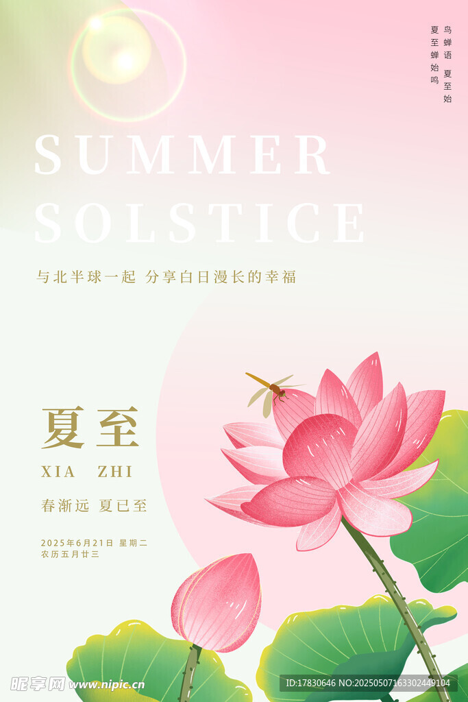 夏日荷花与蜻蜓的诗意画面