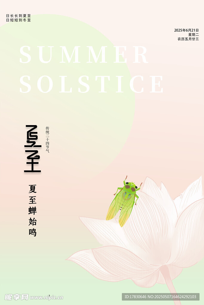 夏至荷花上的绿色昆虫