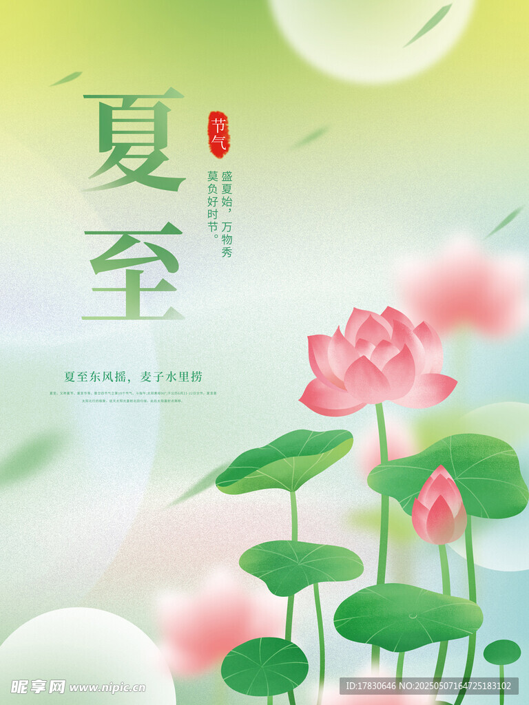 夏至时节荷花绽放美景