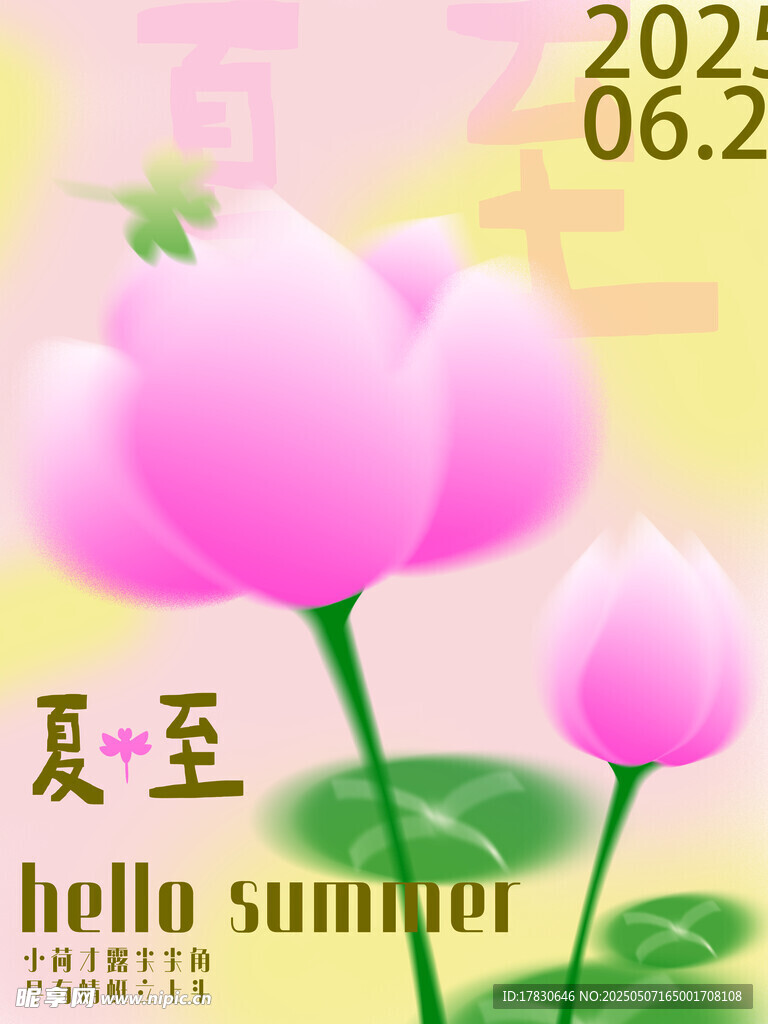 夏至粉色荷花夏日美景
