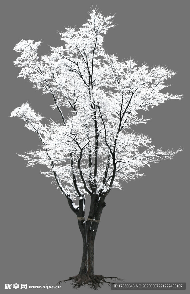 白色繁花树
