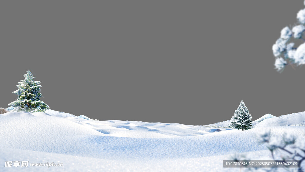 冬日雪景中的几棵雪松