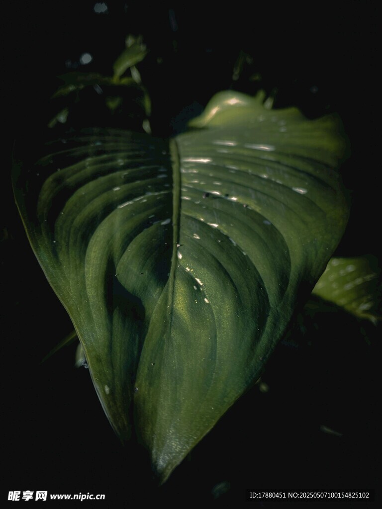 叶片