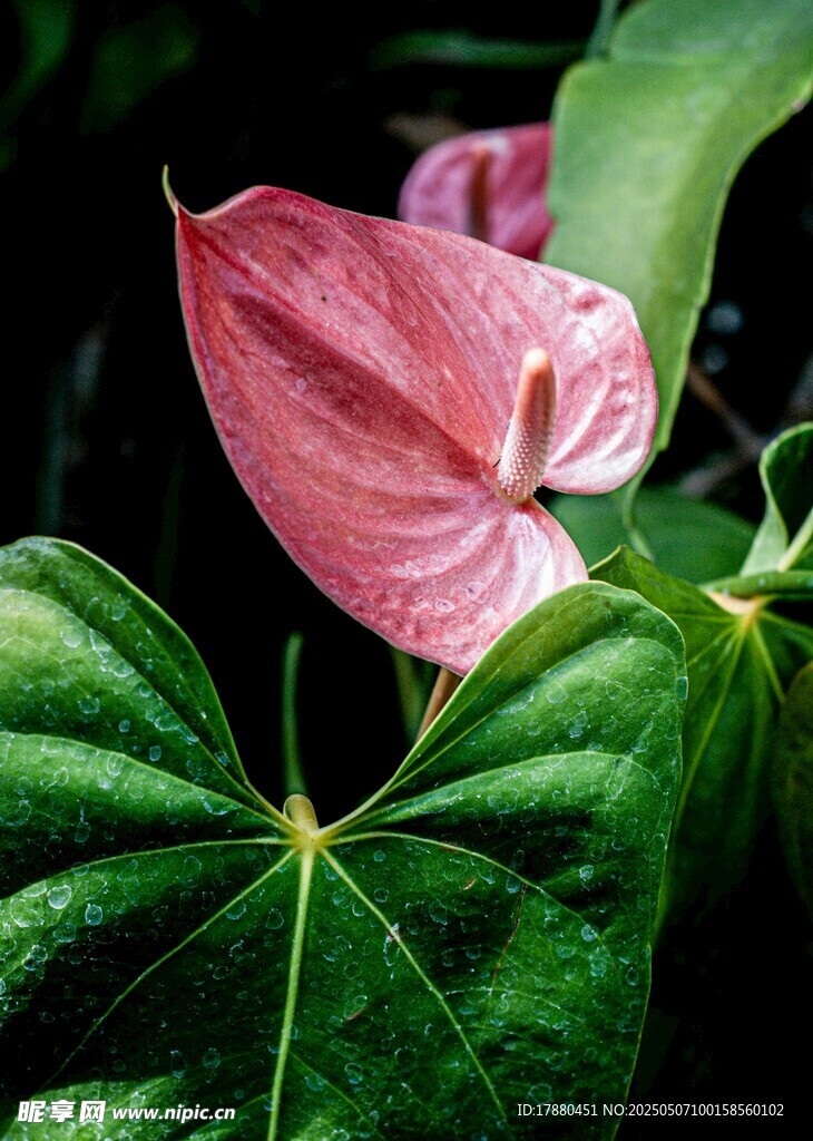 海芋
