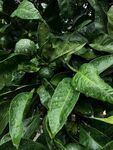 植物叶片