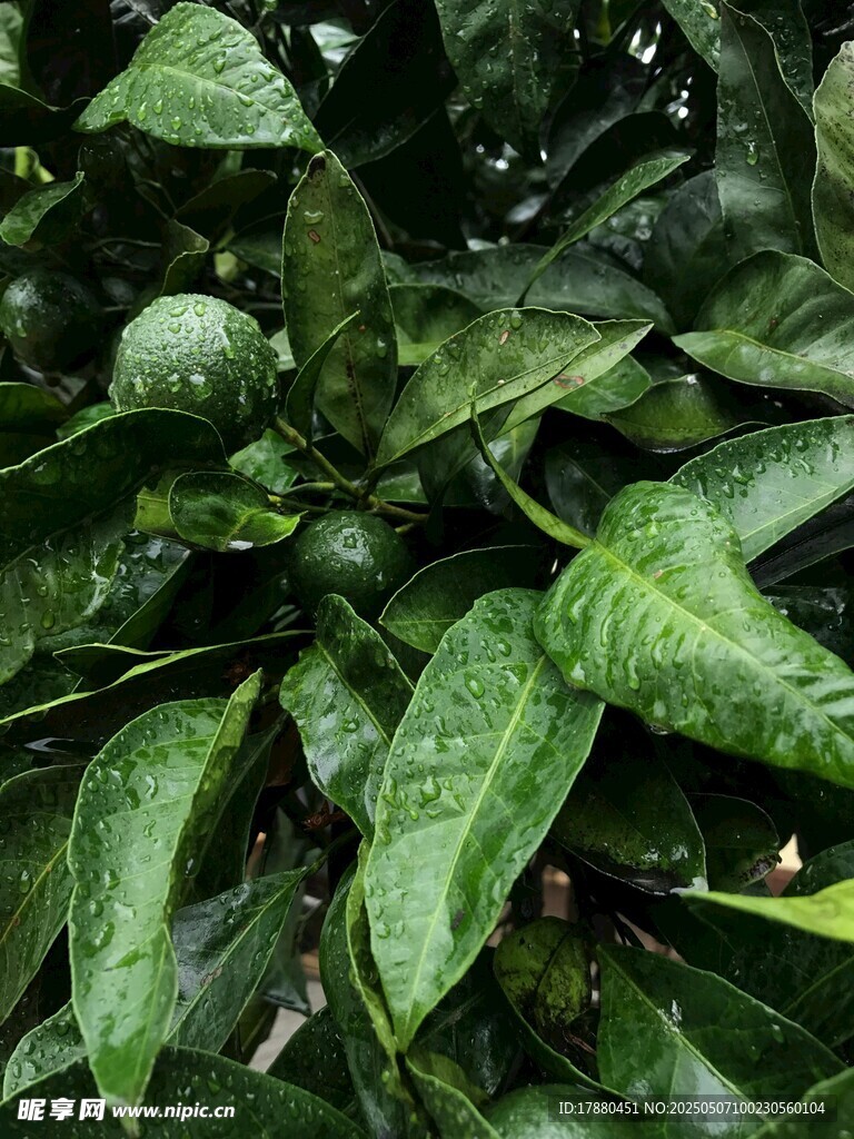 植物叶片
