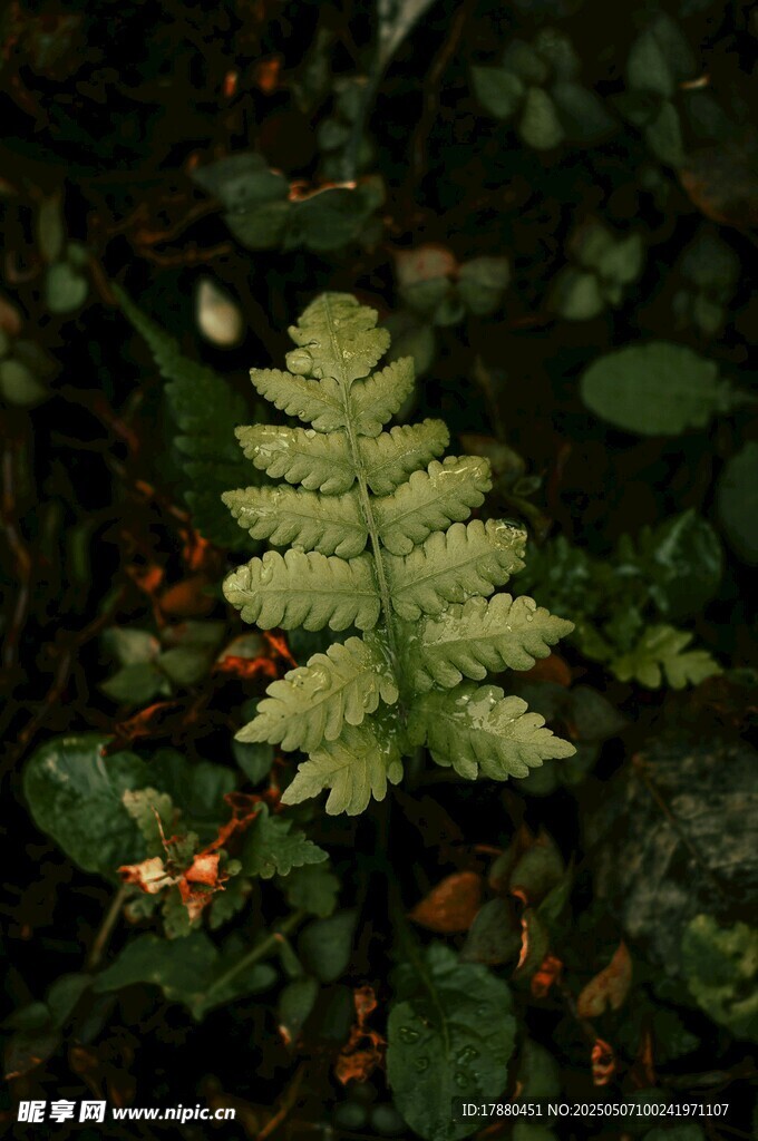 蕨类植物