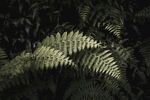 蕨类植物