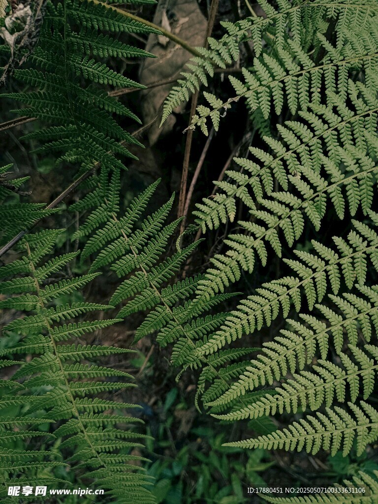 蕨类植物