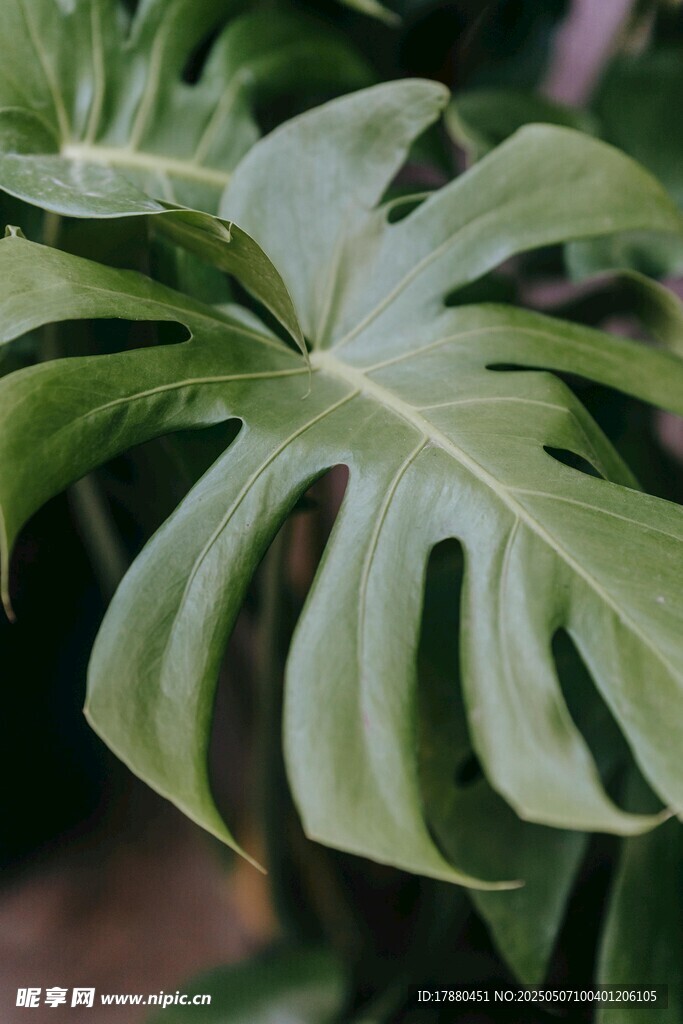 龟背竹