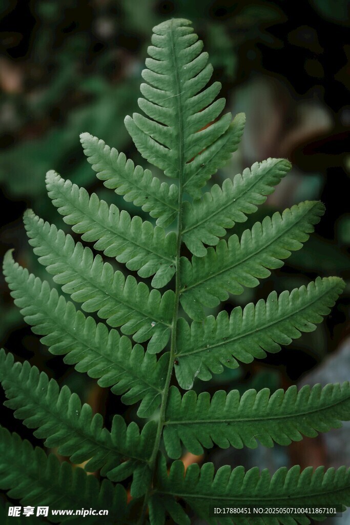 蕨类叶片