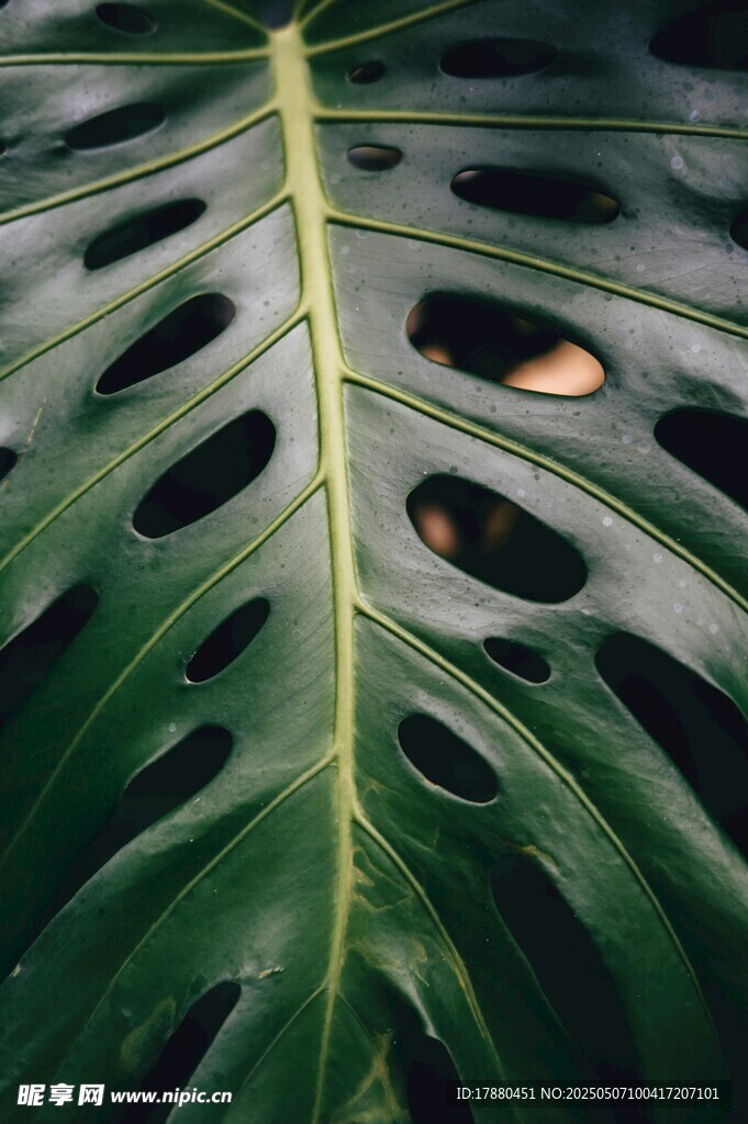 龟背竹