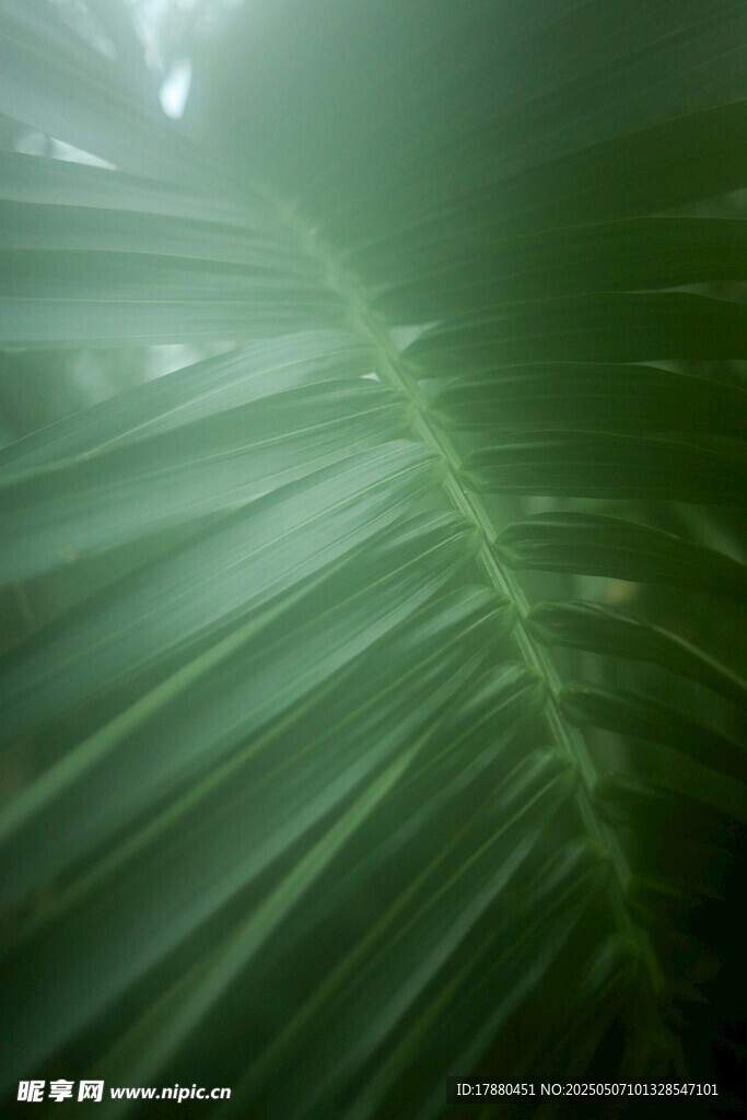 芭蕉叶