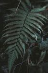 蕨类植物