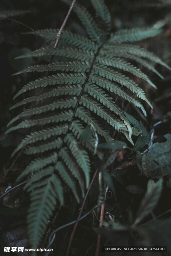 蕨类植物