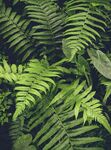 蕨类植物