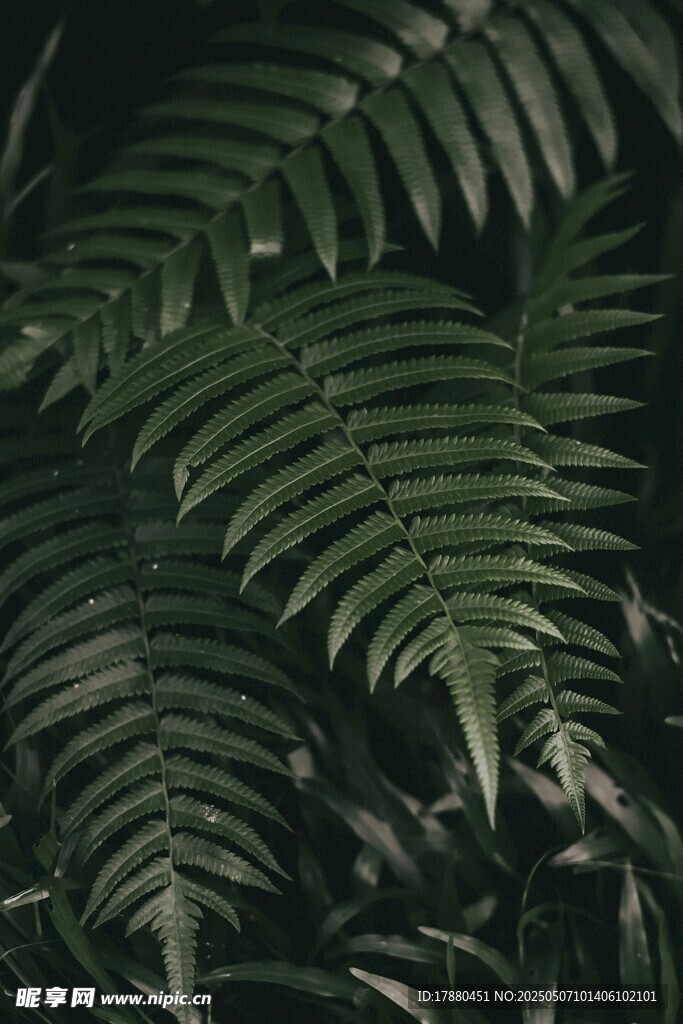 蕨类叶片