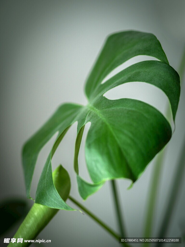 龟背竹