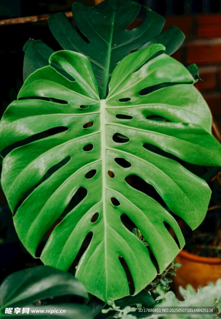 龟背竹