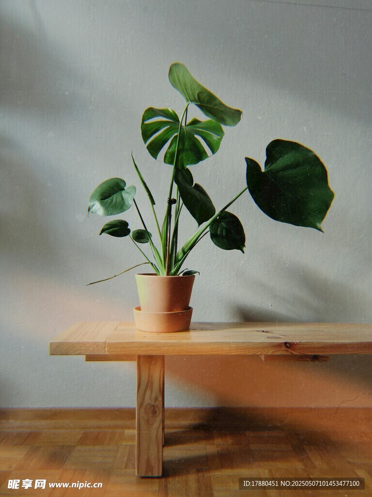 龟背竹