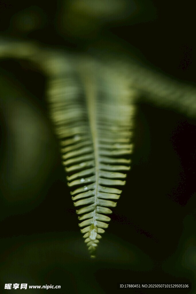 蕨类叶片