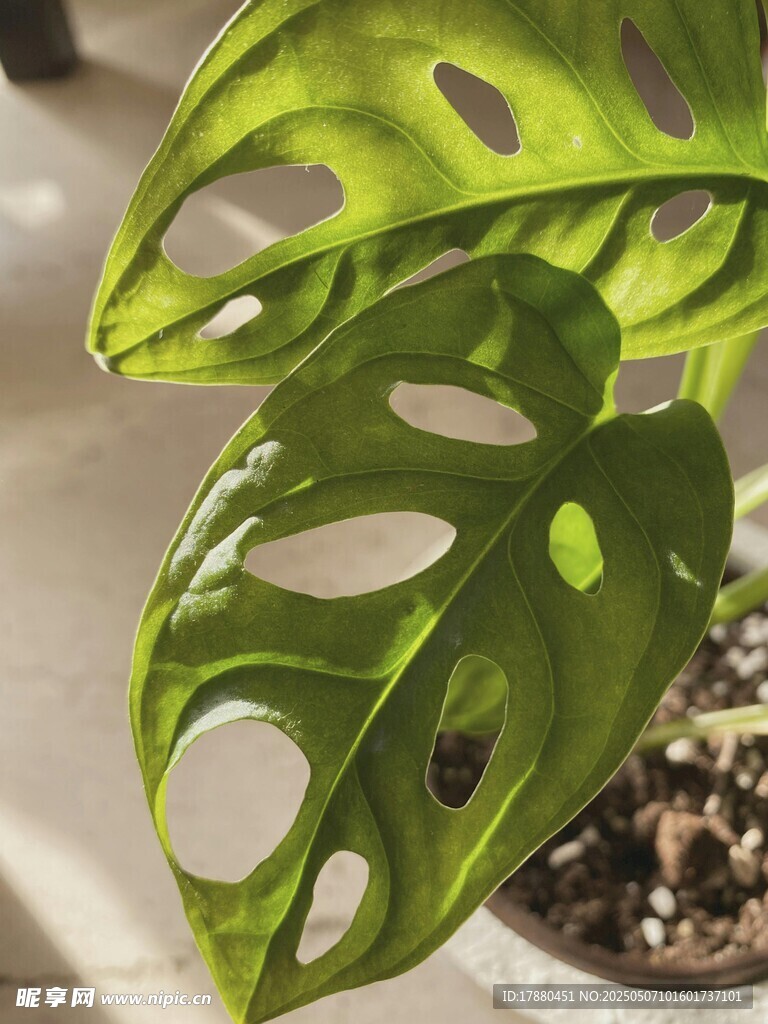 龟背竹