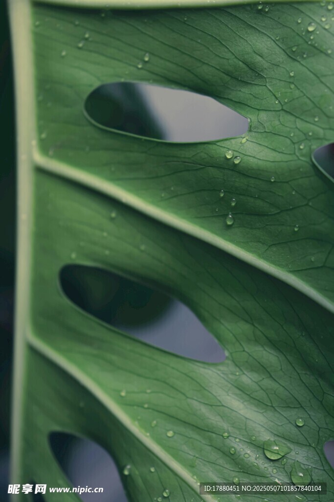 龟背竹