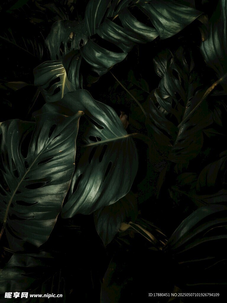 植物叶片