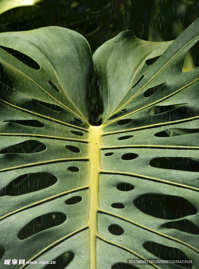 龟背竹