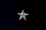 海星
