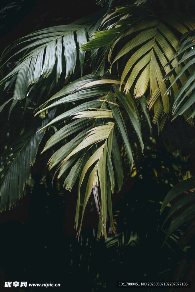 植物叶片