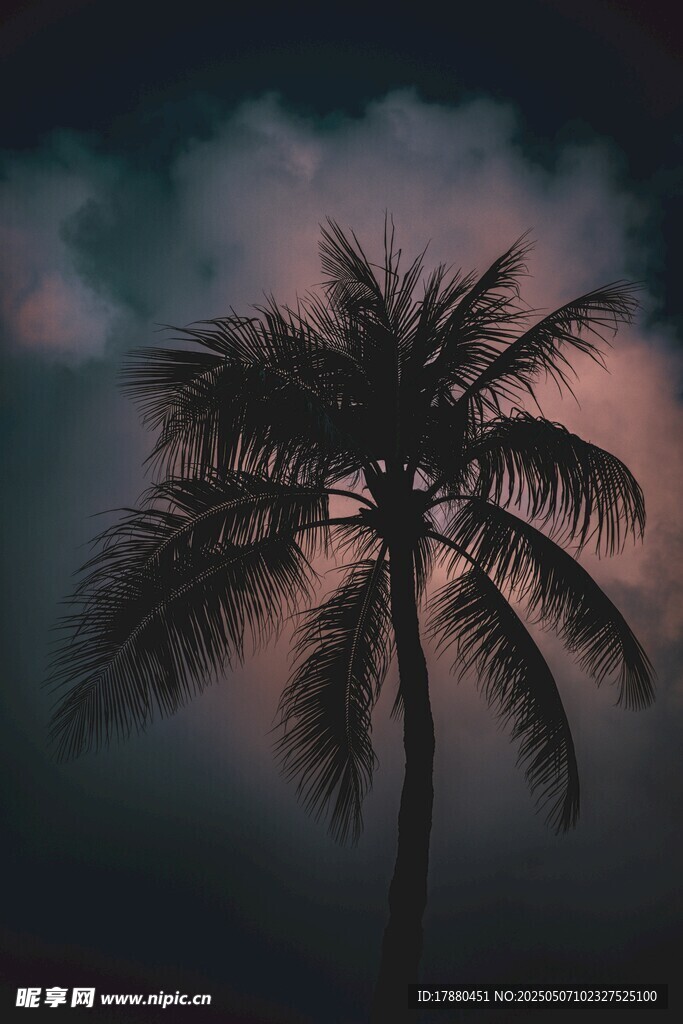 棕榈树