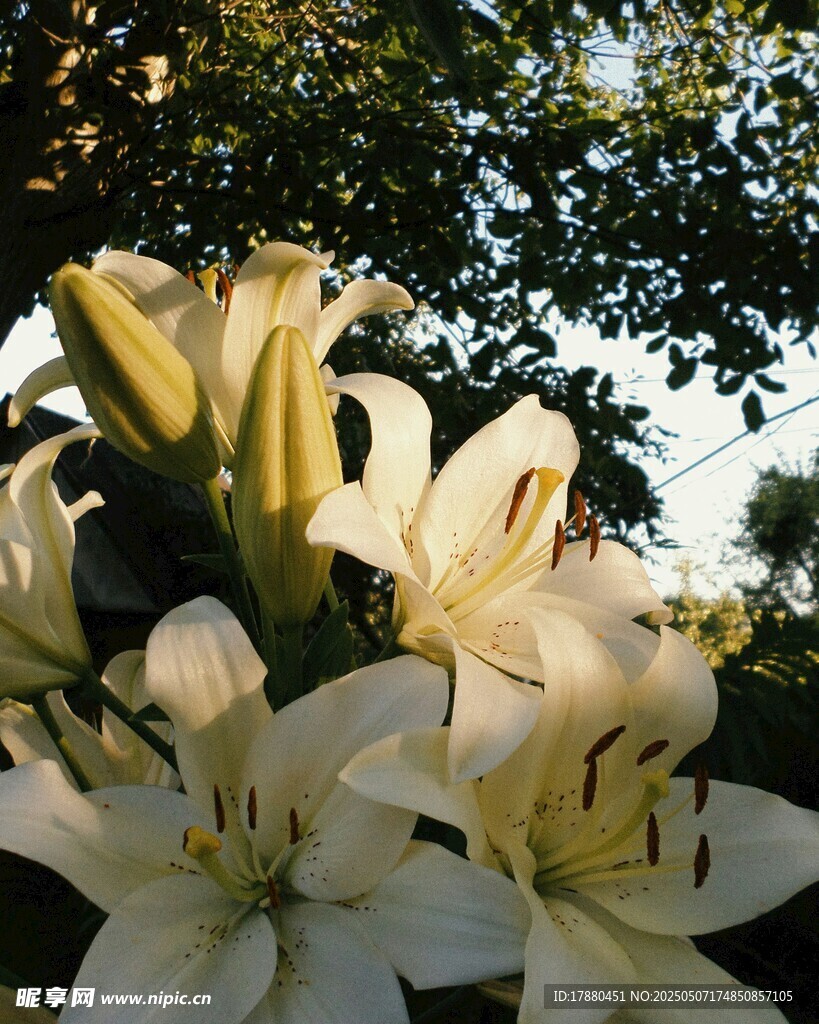 百合花
