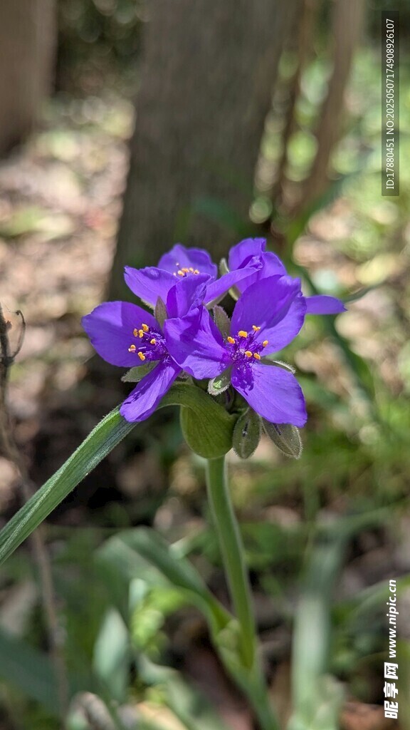 蓝花