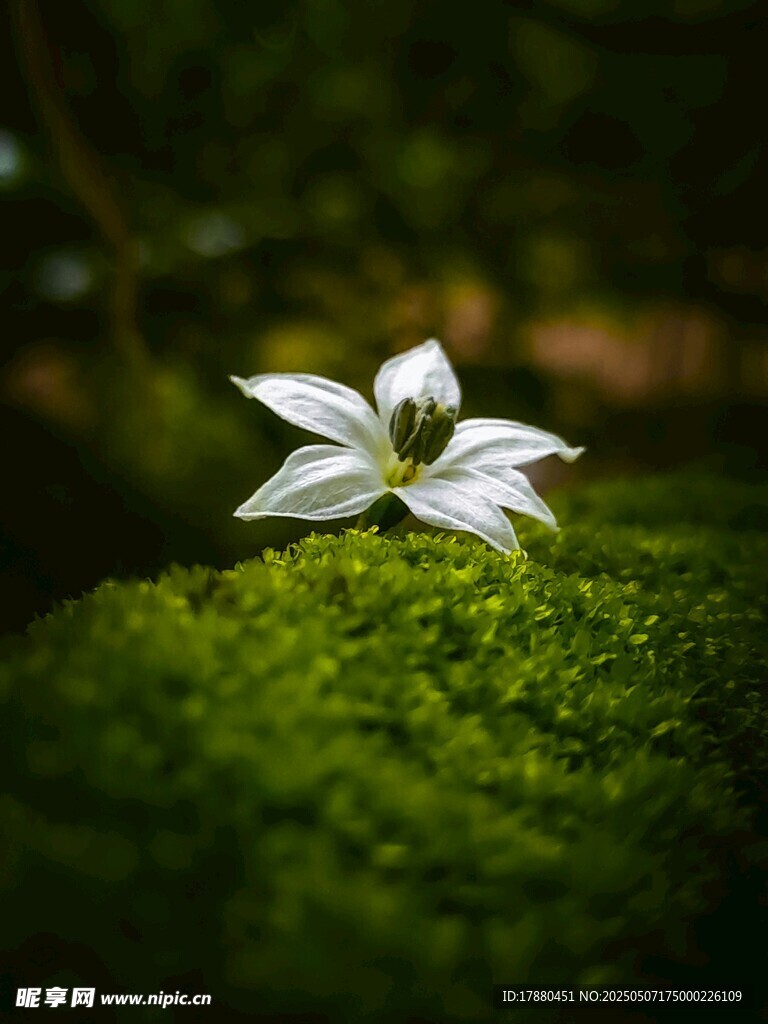 白色花朵