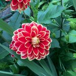 大丽花