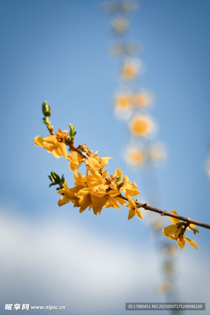 迎春花