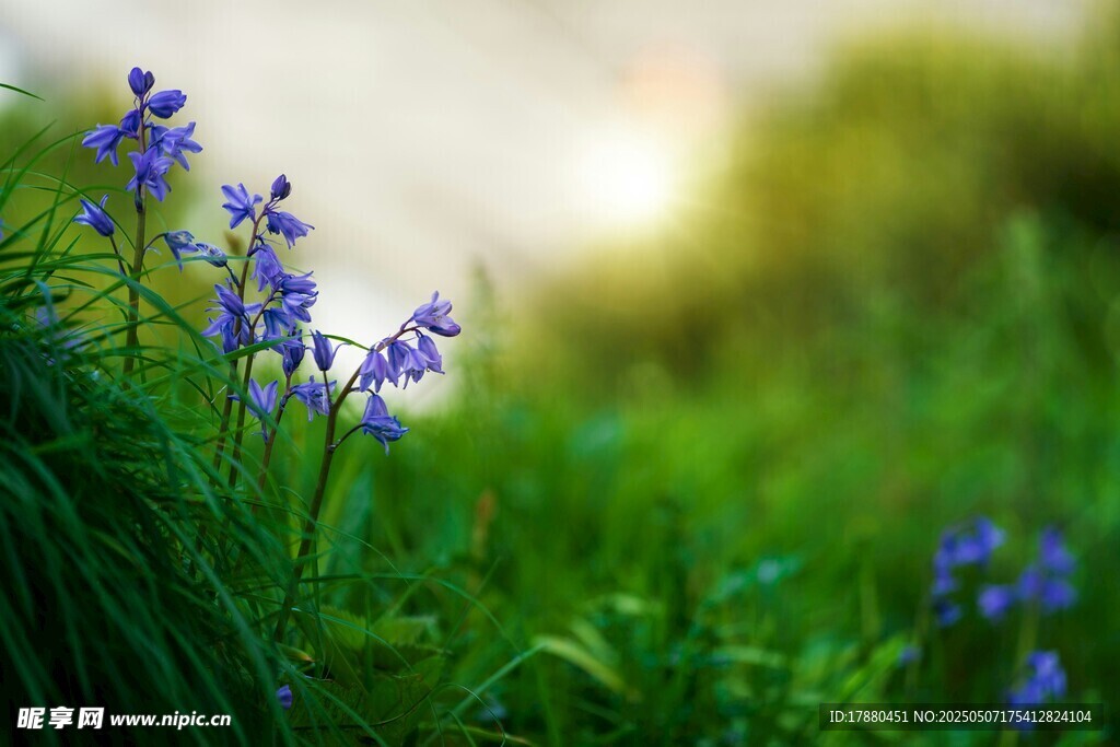 蓝铃花