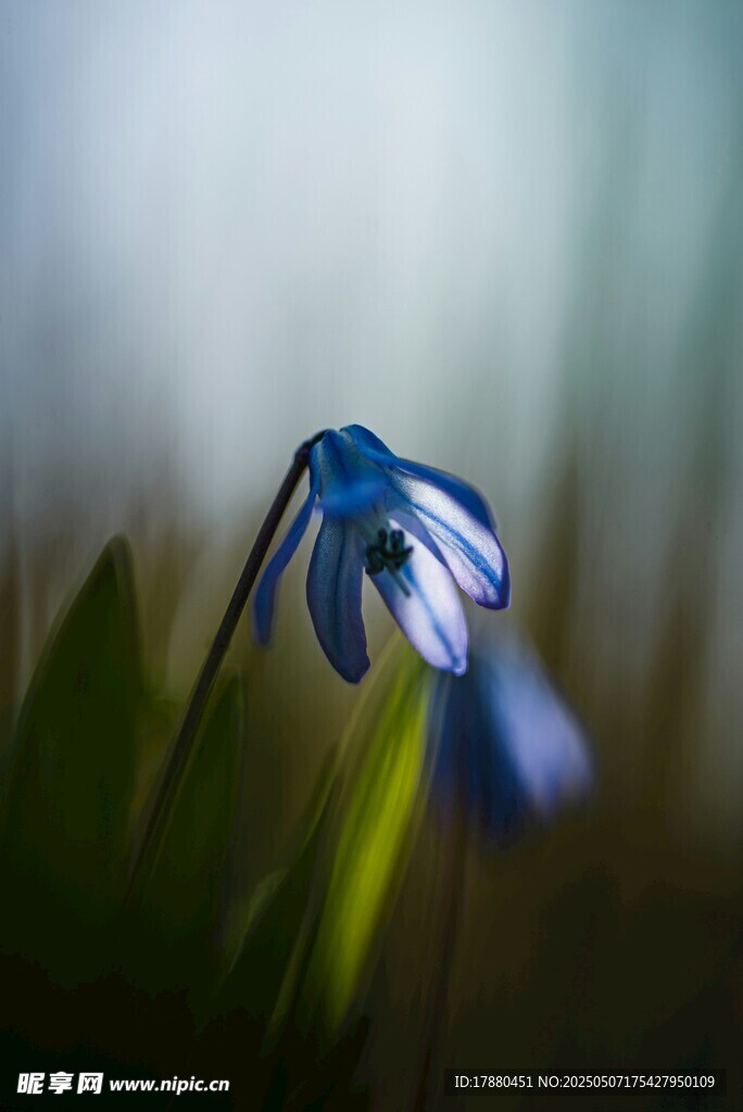 铃兰花