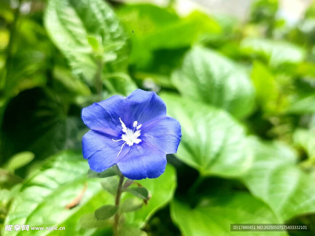 蓝花
