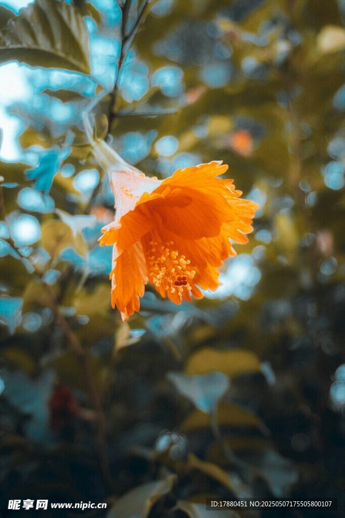喇叭花